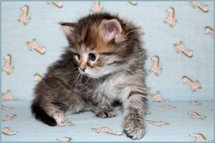 Female Siberian Kitten from Deedlebug Siberians